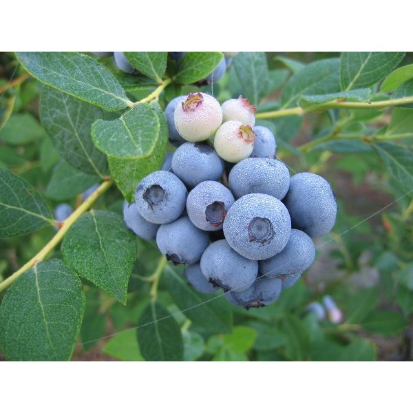 Yaban Mersini 1,5 Litre Saksıda (Blueberry)
