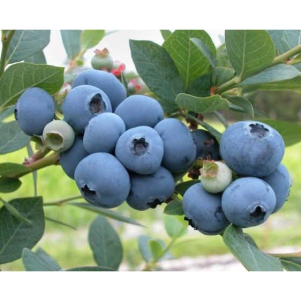 Mostar Yaban Mersini (#blueberry) Fidanı 8 lik Potta 5 ADET