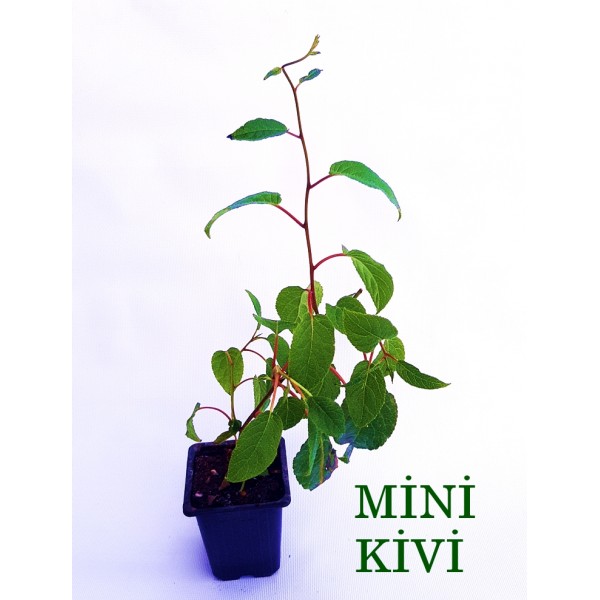 Mini Kivi Fidanı Actinidia Arguta Kiwi