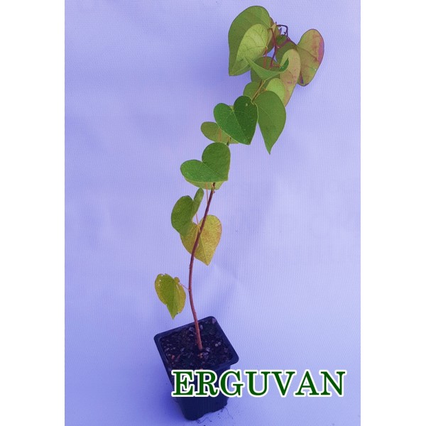 Erguvan Fidanı Büyük Yapraklı Erguvan Cercis Siliquastrum